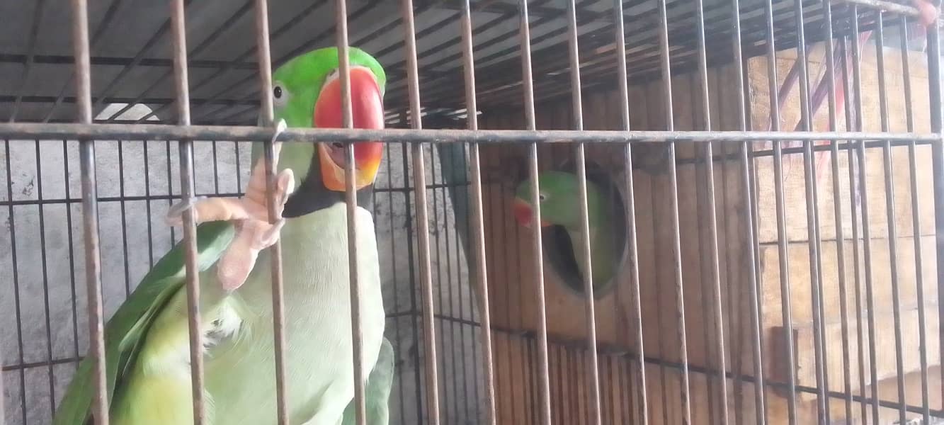 Kashmiri Pahari Parrot Pair 0