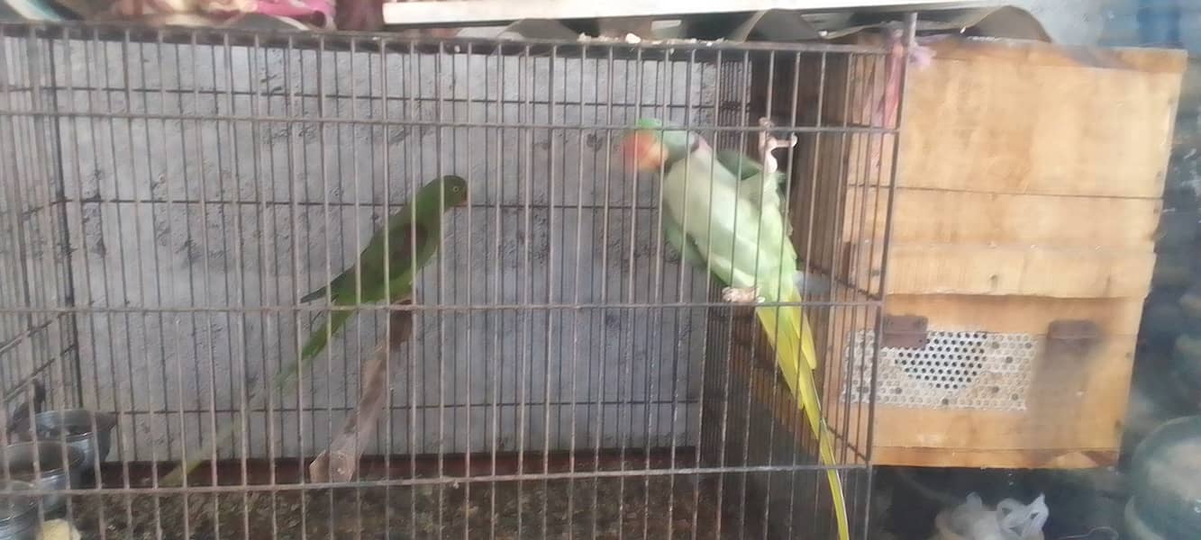 Kashmiri Pahari Parrot Pair 7