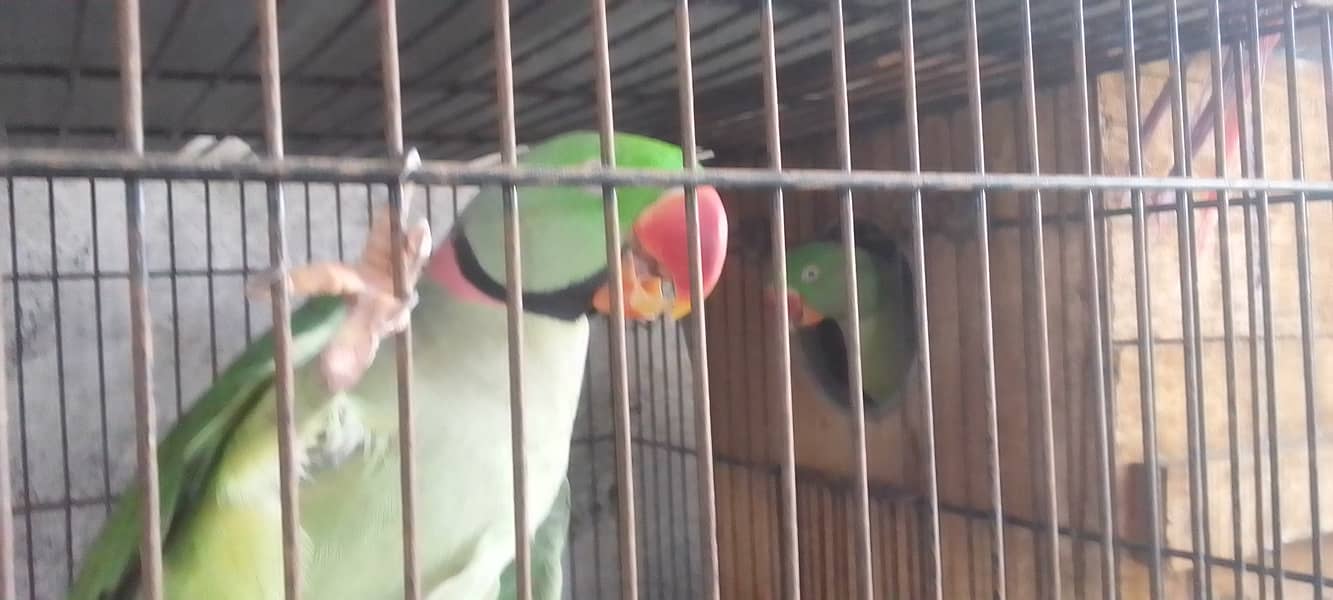 Kashmiri Pahari Parrot Pair 12