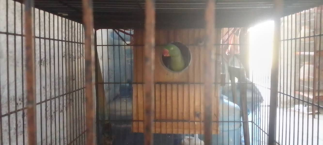 Kashmiri Pahari Parrot Pair 15