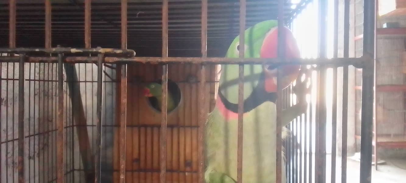 Kashmiri Pahari Parrot Pair 16