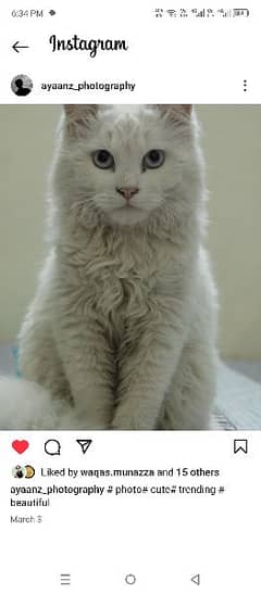 Very Friendly Persian Cat