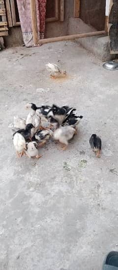 Pure Aseel chicks home braead for sale