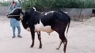 Qurbani Bull