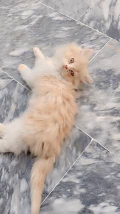 Persian  cat triple coated