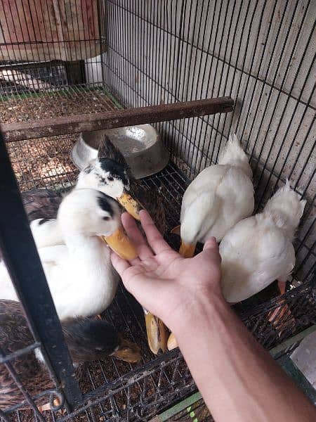 Ducks for sale 1