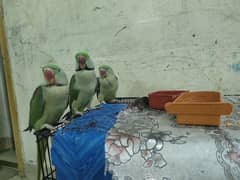 Bolne wale pahari tote (parrots)