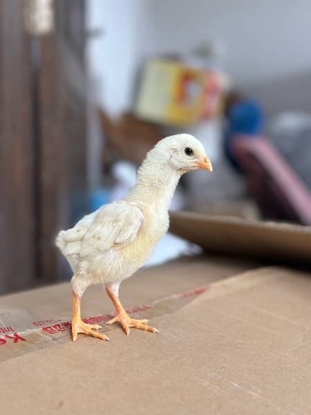 white shamo chicks - Hens - 1088059408