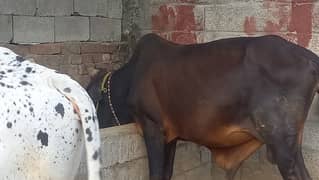 Brown Wacha / Wehra / Bull For Sale - Qurbani Eid 2024 Donda Bail