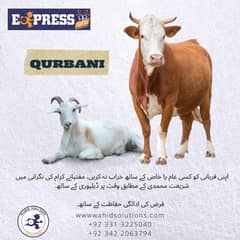 Qurbani Hisa , full cow OR Goat with free delivery Hyderabad & Karachi
