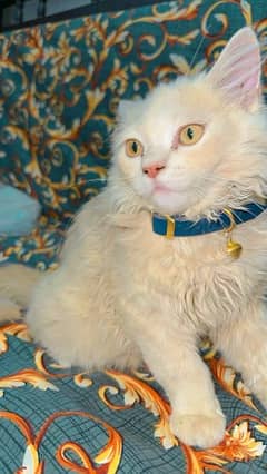 Male Persian cat for sale