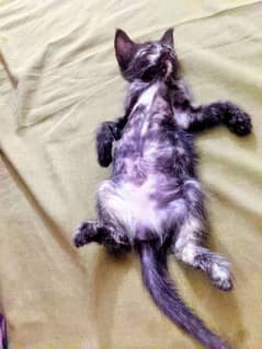 Persian Kitten Black For Adoption
