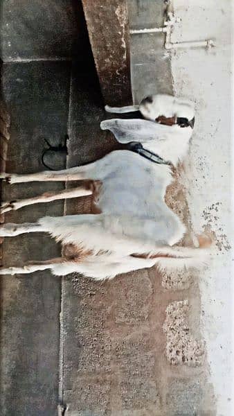 Bakra 1