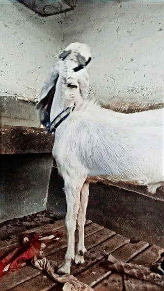 Bakra 2