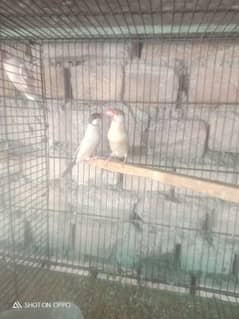 silver javas and white for sale