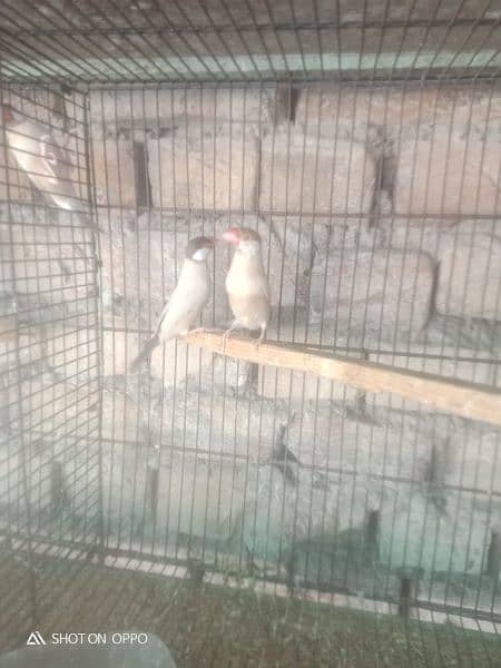 silver javas and white for sale 0