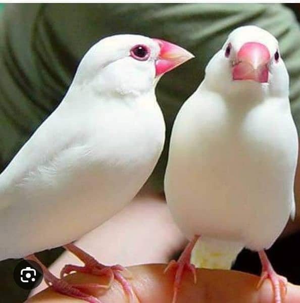 silver javas and white for sale 1