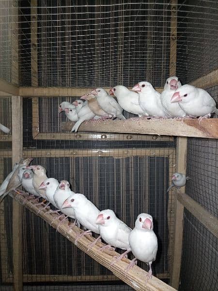 silver javas and white for sale 2