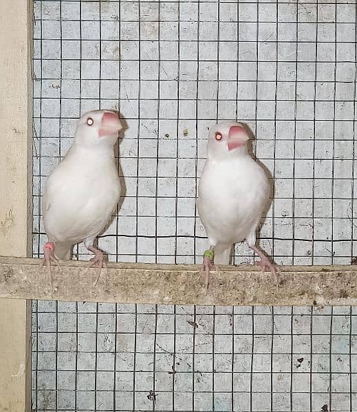 silver javas and white for sale 3