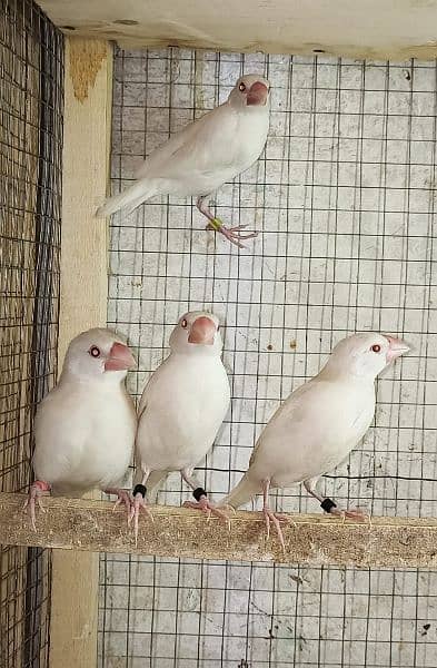 silver javas and white for sale 4