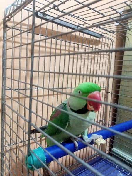 Raw parrot 1