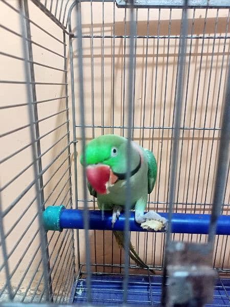 Raw parrot 3