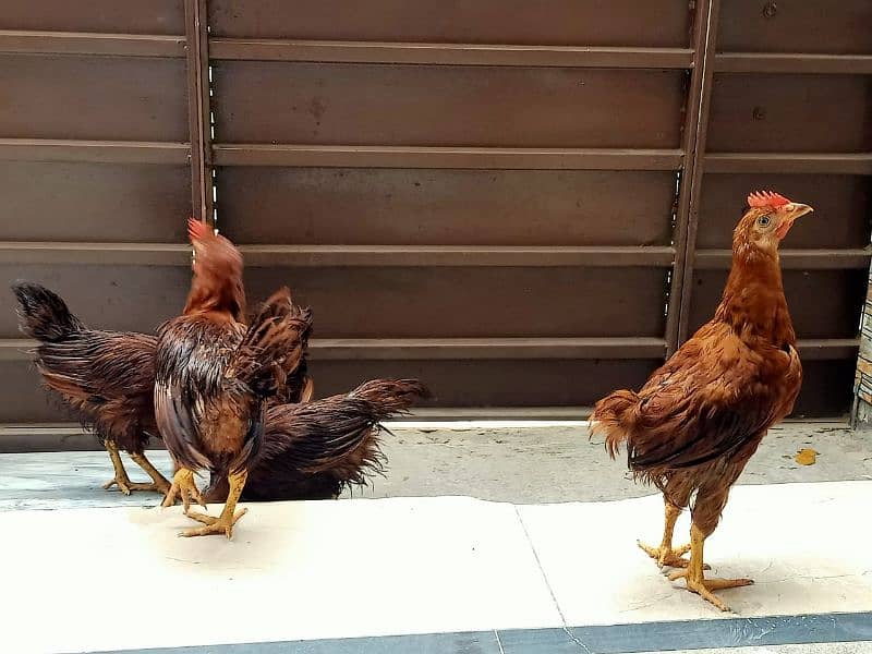 Hen for sell 1