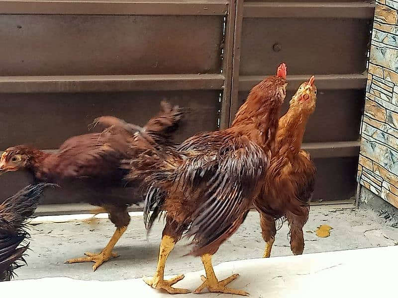 Hen for sell 4