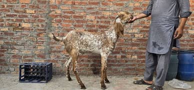 Goat | bakra | makhi cheena | bakry | بکرا |  | Qurbani 2024 0