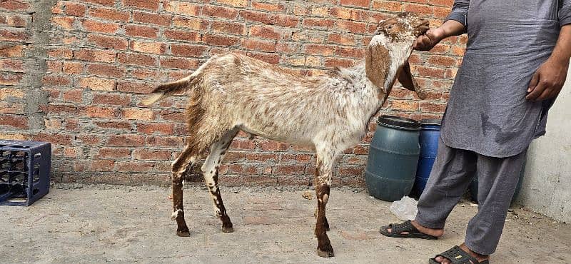 Goat | bakra | makhi cheena | bakry | بکرا |  | Qurbani 2024 2