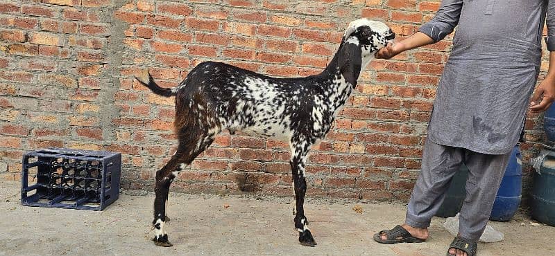 Goat | bakra | makhi cheena | bakry | بکرا |  | Qurbani 2024 3
