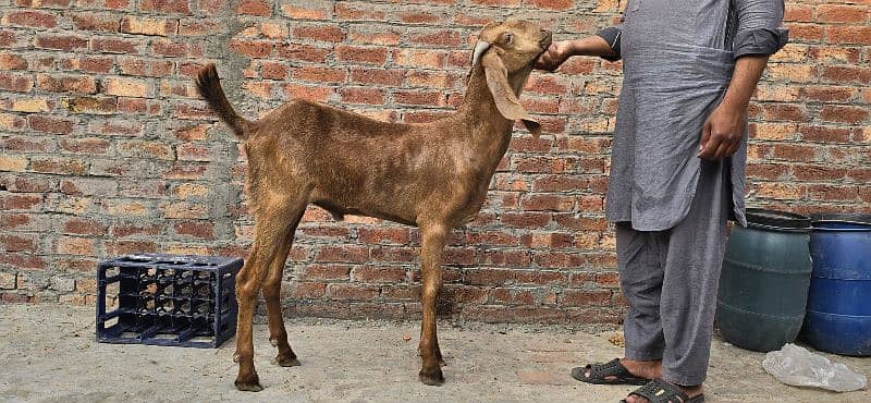 Goat | bakra | makhi cheena | bakry | بکرا |  | Qurbani 2024 5