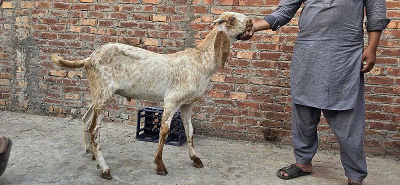 Goat | bakra | makhi cheena | bakry | بکرا |  | Qurbani 2024 6
