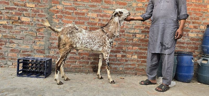 Goat | bakra | makhi cheena | bakry | بکرا |  | Qurbani 2024 8