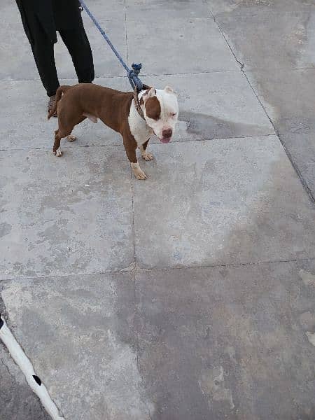 pitbul 14 months male forsale 0