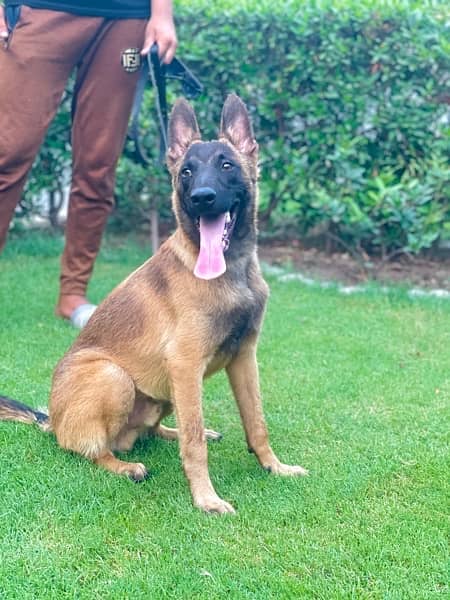 Belgian malinois 03234696626 2