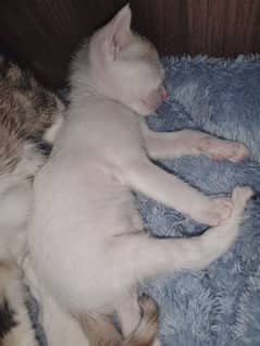 1 month old pair of kittens