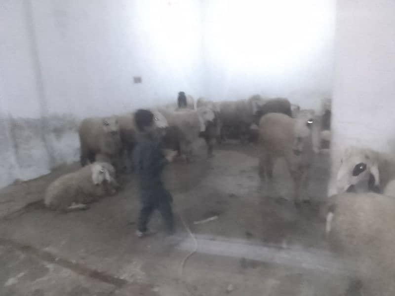 Qurbani sheeps 5