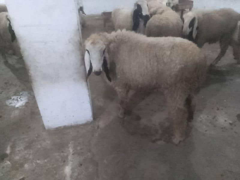 Qurbani sheeps 8