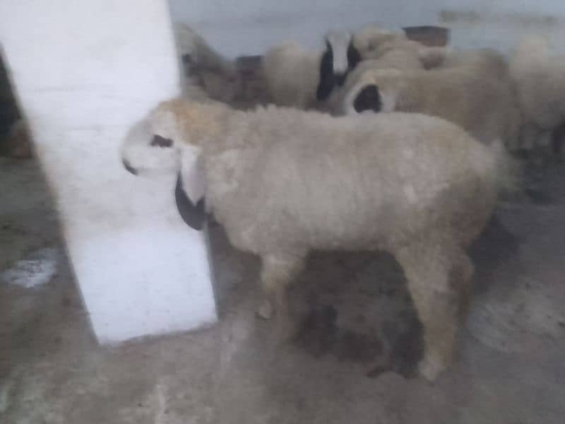 Qurbani sheeps 9