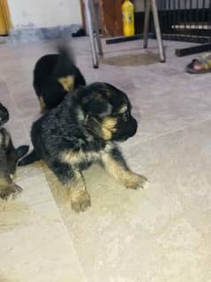 GSD puppies top quality