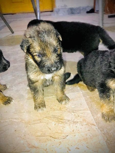 GSD puppies top quality 1