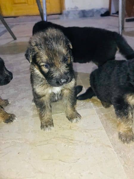 GSD puppies top quality 2