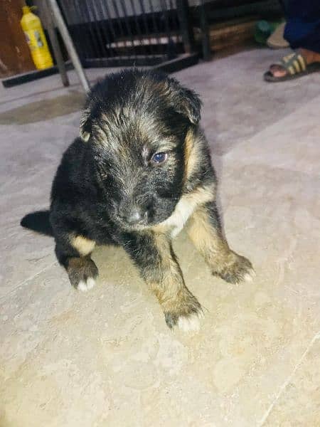 GSD puppies top quality 3
