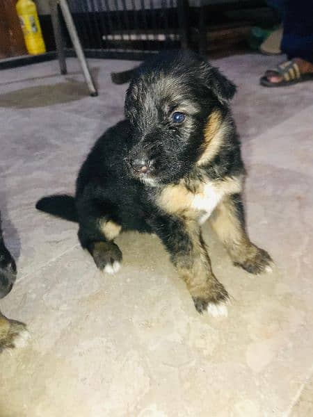 GSD puppies top quality 4