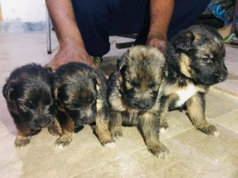 GSD puppies top quality 5