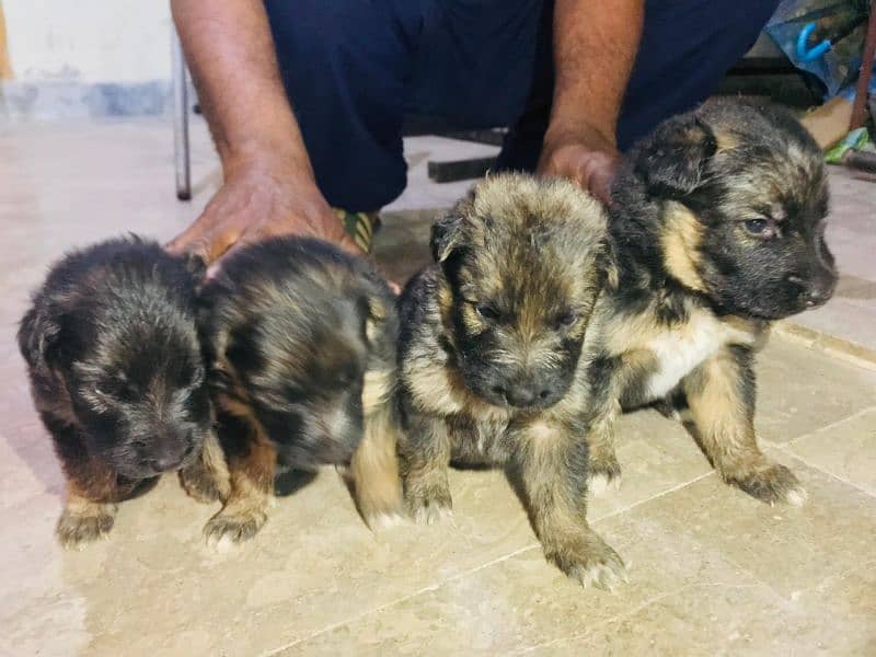 GSD puppies top quality 6