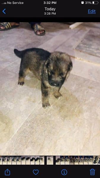 GSD puppies top quality 7