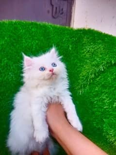 Persian kittens triple coat