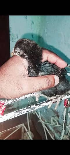 aseel indian parrot beak cross chick